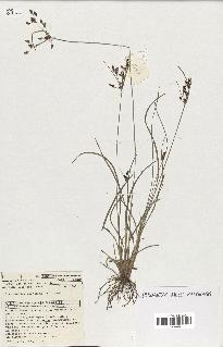 spécimen de Fimbristylis dichotoma