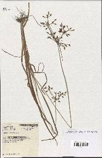 spécimen de Fimbristylis dichotoma