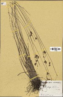 spécimen de Fimbristylis dichotoma