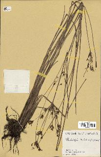 spécimen de Fimbristylis dichotoma