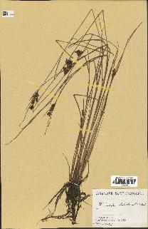 spécimen de Fimbristylis dichotoma