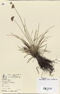 spécimen de Fimbristylis cymosa