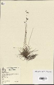 spécimen de Fimbristylis cymosa
