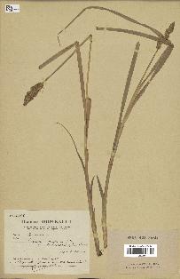 spécimen de Carex vulpina