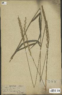 spécimen de Triticum repens