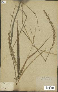 spécimen de Triticum repens