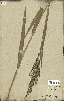 spécimen de Panicum rivulare