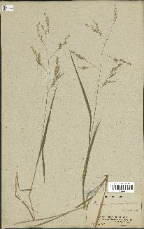 spécimen de Panicum milioides