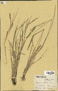 spécimen de Panicum milioides