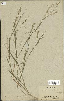 spécimen de Panicum milioides