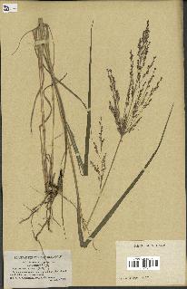 spécimen de Panicum virgatum