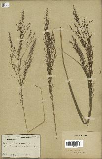 spécimen de Panicum virgatum