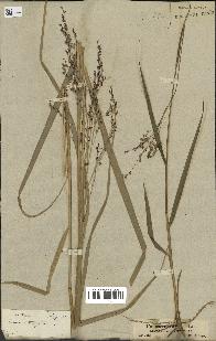 spécimen de Panicum virgatum