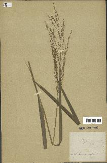 spécimen de Panicum virgatum