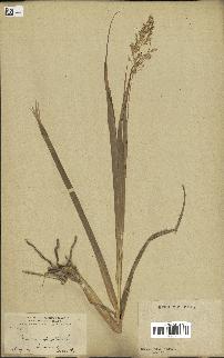 spécimen de Panicum virgatum