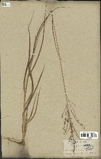 spécimen de Panicum virgatum