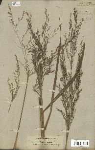 spécimen de Panicum virgatum