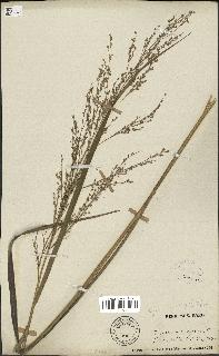 spécimen de Panicum virgatum