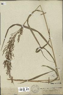 spécimen de Panicum virgatum