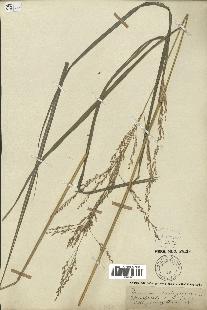 spécimen de Panicum virgatum