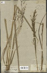 spécimen de Panicum virgatum