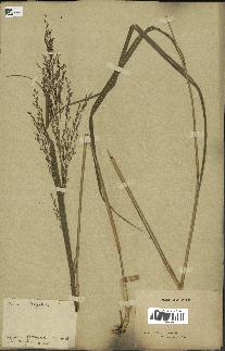 spécimen de Panicum virgatum