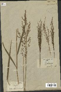 spécimen de Panicum virgatum