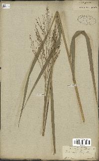 spécimen de Panicum virgatum