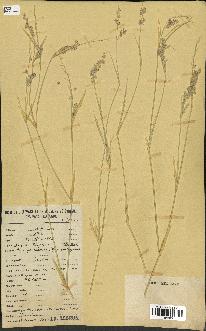 spécimen de Panicum turgidum