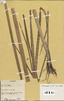 spécimen de Typha javanica