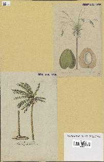 spécimen de Cocos nucifera