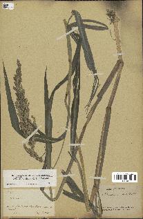 spécimen de Echinochloa crus-pavonis