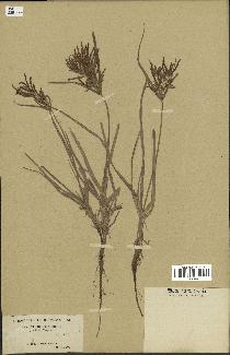 spécimen de Cyperus rotundus