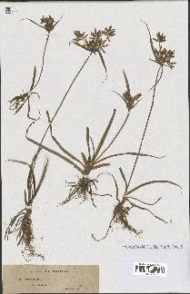 spécimen de Cyperus esculentus