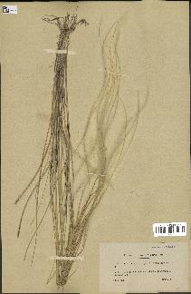 spécimen de Stipa pennata