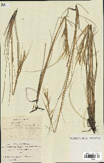 spécimen de Stipa pennata