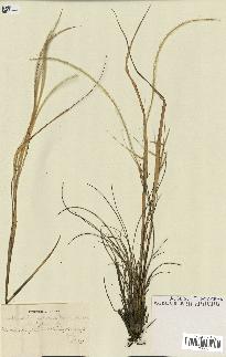 spécimen de Stipa pennata