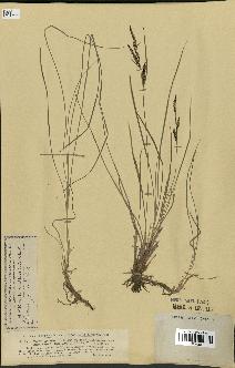 spécimen de Carex gracilis