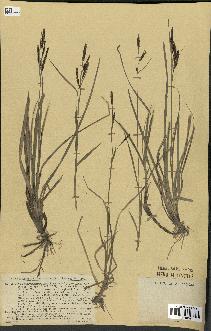 spécimen de Carex glauca