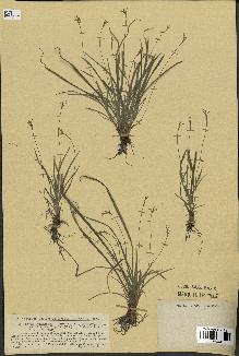 spécimen de Carex ornithopoda