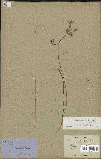 spécimen de Fimbristylis dichotoma