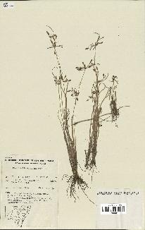 spécimen de Fimbristylis dichotoma