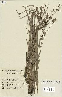 spécimen de Fimbristylis dichotoma