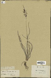 spécimen de Fimbristylis dichotoma
