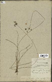 spécimen de Fimbristylis dichotoma