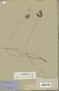 spécimen de Fimbristylis dichotoma