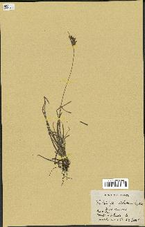 spécimen de Fimbristylis dichotoma