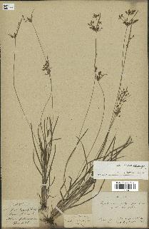 spécimen de Fimbristylis dichotoma