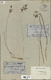 spécimen de Fimbristylis dichotoma