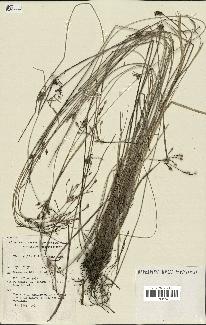 spécimen de Fimbristylis dichotoma